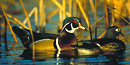 A pair of wood ducks. A pair of wood ducks.