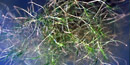 Submerged aquatic vegetation Submerged aquatic vegetation