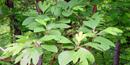Foliage of teh Sassafras tree Foliage of teh Sassafras tree