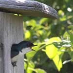 Over 300 bird species visit Gateway's Jamaica Bay Wildlife Refuge during migration season.