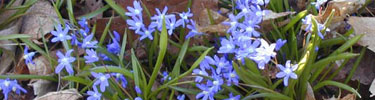 Early spring at Fairsted - scilla in bloom.