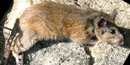 Allegheny woodrat Allegheny woodrat