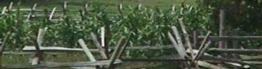 Tobacco