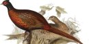 pheasant