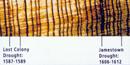 Tree ring section showing drought periods 1587-1589 and 1606-1612 Tree ring section showing drought periods 1587-1589 and 1606-1612