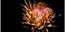 First Night Fireworks
