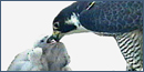 A mottled grey bird feeding its young. A mottled grey bird feeding its young.