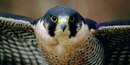Peregrine Falcon Peregrine Falcon