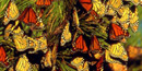 Monarch butterflies are one of many kinds of wildlife that call Jamaica Bay Wildlife Refuge home Monarch butterflies are one of many kinds of wildlife that call Jamaica Bay Wildlife Refuge home