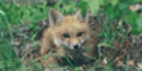 Red Fox Red Fox