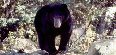 A large black bear stands proudly on a rock.