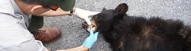 A nusance black bear being aged after it was captured for relocation.