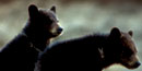 Profile of two black bear cubs Profile of two black bear cubs
