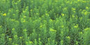 A sea of green flora in this Big Meadows photo - just a small sample of the many plant species found here. A sea of green flora in this Big Meadows photo - just a small sample of the many plant species found here.