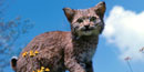 Named for their short, bobbed tail, bobcats are medium-sized cats with buff or brown fur and dark lined or spotted markings Named for their short, bobbed tail, bobcats are medium-sized cats with buff or brown fur and dark lined or spotted markings