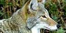 Coyotes are gray to tannish with long snouts, large erect ears and a bushy tail with a black tip. Coyotes are gray to tannish with long snouts, large erect ears and a bushy tail with a black tip.