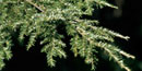 The adelgid is visible as tiny white cottony spots on the underside of the hemlock’s branches. The adelgid is visible as tiny white cottony spots on the underside of the hemlock’s branches.