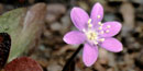 Closeup photograph of the tiny fuschia blooms of hepatica. Closeup photograph of the tiny fuschia blooms of hepatica.