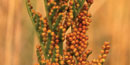 o The leathery grape fern, one of the rare plants in Big Meadows, has a fertile frond bearing small grapelike clusters of spore cases. o The leathery grape fern, one of the rare plants in Big Meadows, has a fertile frond bearing small grapelike clusters of spore cases.