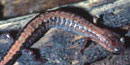 The Shenandoah salamander is long and slender with two color phases: all dark or with a narrow red stripe.( The Shenandoah salamander is long and slender with two color phases: all dark or with a narrow red stripe.(