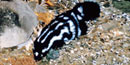 The lineal white markings on this spotted skunk run both horizontal and vertical. The lineal white markings on this spotted skunk run both horizontal and vertical.