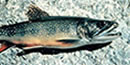 Brook trout can be distinguished from other trout by the dark, wavy line on its back and the white leading edges of its fins and tail. Brook trout can be distinguished from other trout by the dark, wavy line on its back and the white leading edges of its fins and tail.