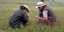 Two National Park Service biologists study vegetation in Big Meadows in Shenandoah National Park. Two National Park Service biologists study vegetation in Big Meadows in Shenandoah National Park.