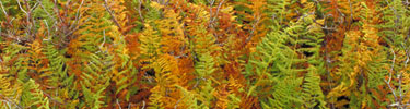 A sea of ferns thrive in Shenandoah's Big Meadows.