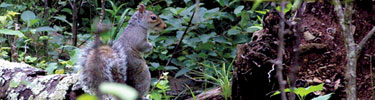 A squirrel sits up to take a look around the forest floor.