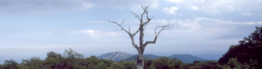 A dead tree stands alone in front a vast mountain landscape.