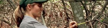 Park staff measuring the diameter of a tree in a forest monitoring plot.
