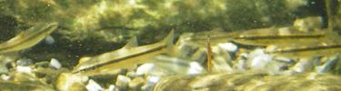 Black-nosed dace swimming in a cold mountain stream. - E. Butler.