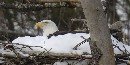 Mature eaglen incubating eggs Mature eaglen incubating eggs