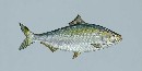 American Shad American Shad