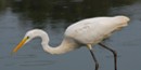Great Egret © Bill Moses Great Egret © Bill Moses