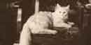 Photo of Angora cat Photo of Angora cat