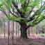 Sugar Maple