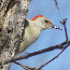 Wildlife Photo Gallery