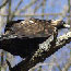 Golden Eagle