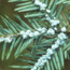 Hemlock Woolly Adelgid