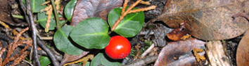 Partridge-berry, Mitchella repens, creeks prostrate along stream banks and on moist wooded knolls.