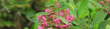 Kalmia angustifloria, commonly known as Sheep-laurel or Lambkill, has deep crimson-pink flowers and is thought to be poisonous to livestock.