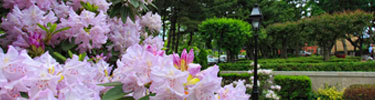 View of Park in Springtime