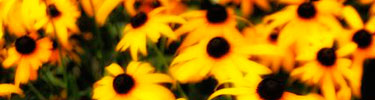 Black-eyed Susans