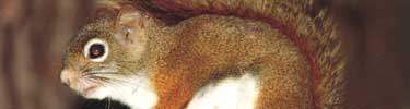 Red squirrel at the park