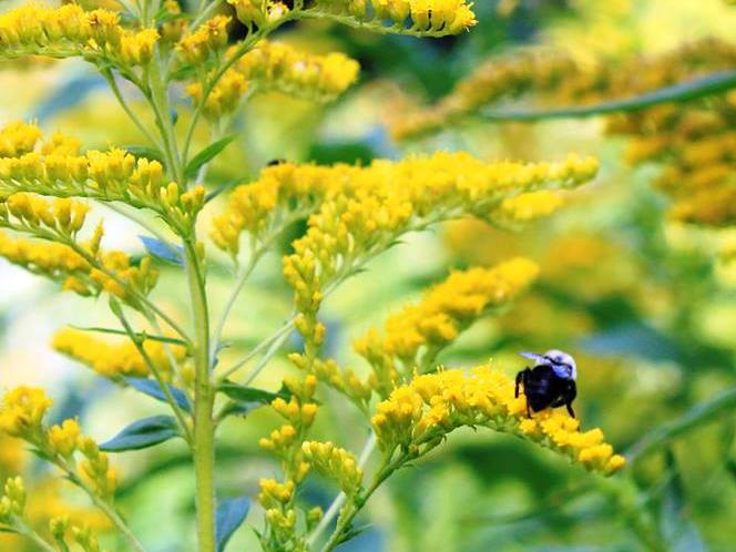 carpenter bee carpenter bee