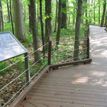 A welcoming boardwalk that offers historical signs while meandering through peaceful woodland.