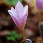 Bloodroot with dew dripping down the right side of blossom.