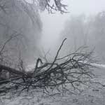 Broken branches lie across Skyline Drive shrouded in fog and ice.