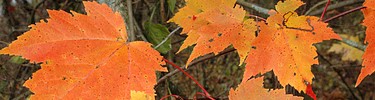 Red maple in full fall color.